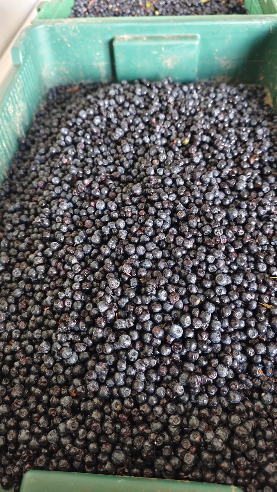 Aronia