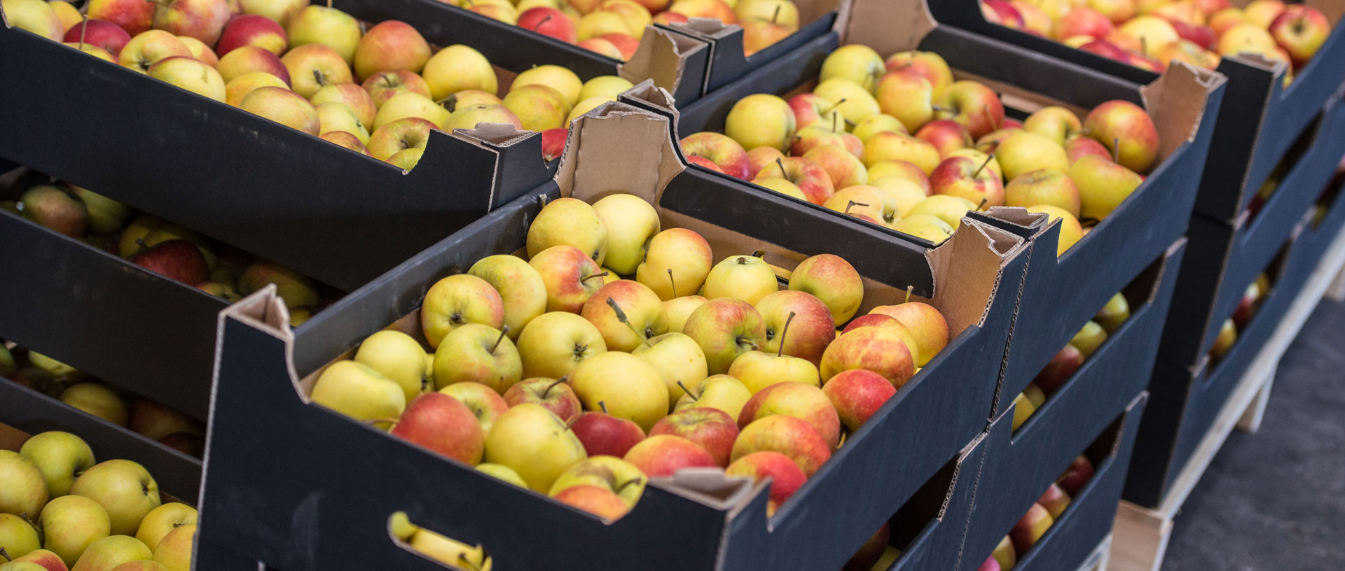 Jabłka w skrzynkach