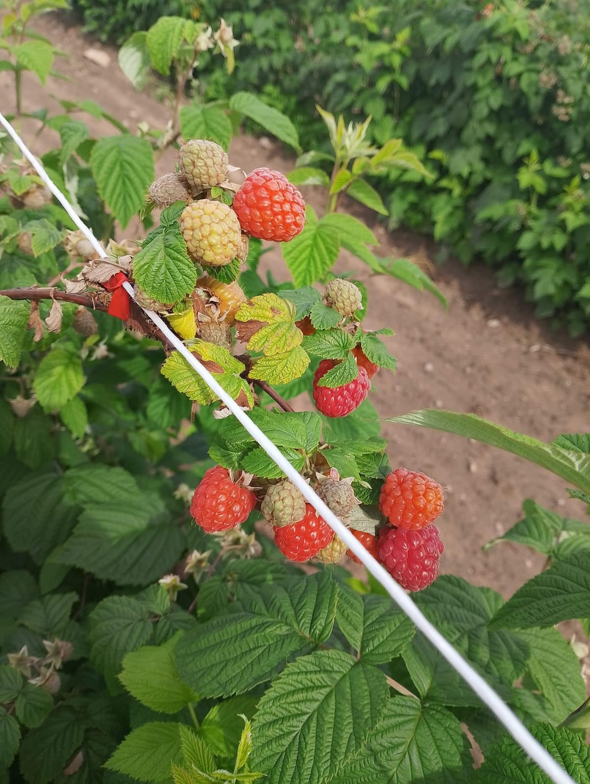 Maliny dojrzewające na krzewie