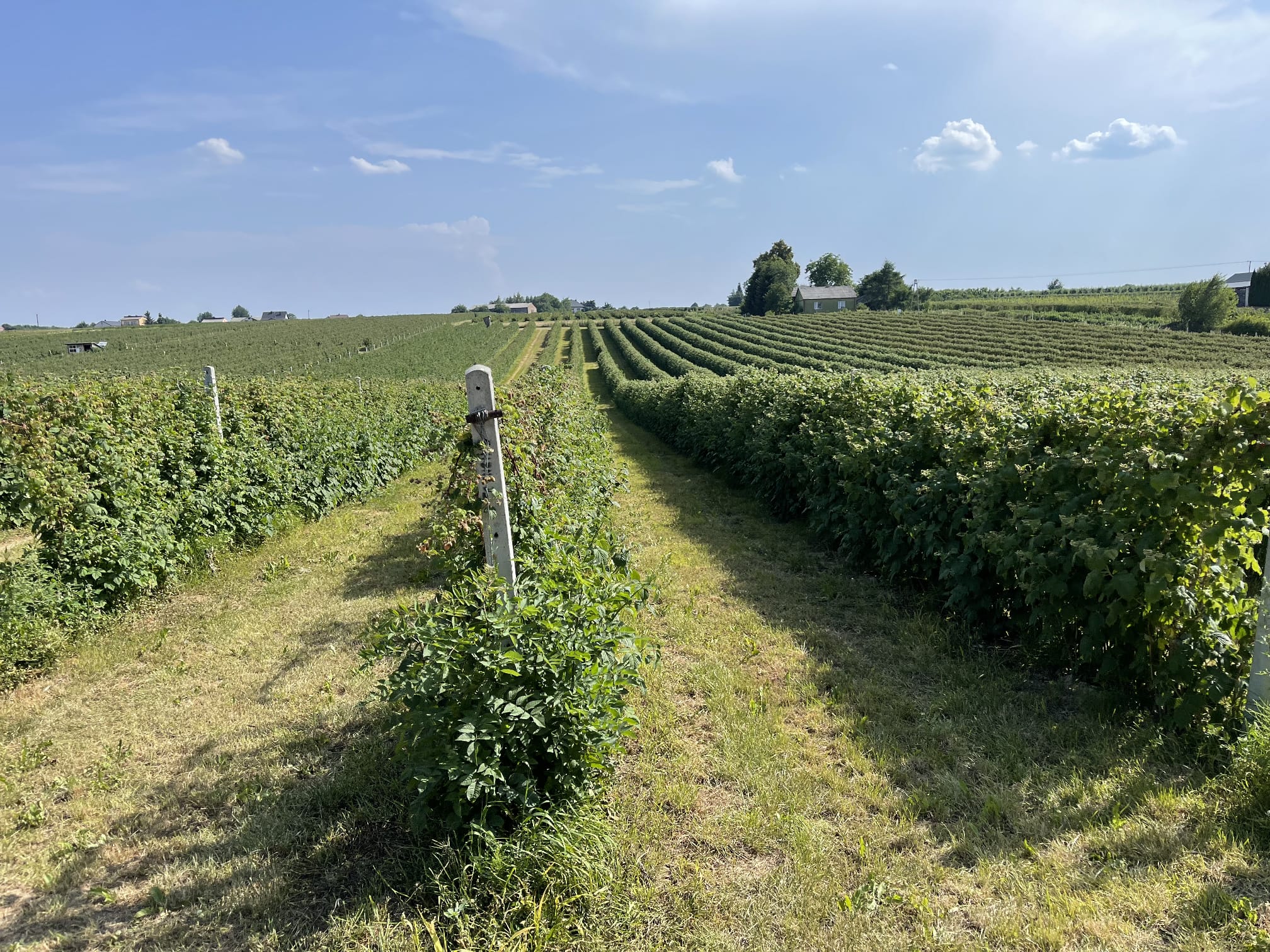 Panorama plantacji malinowej