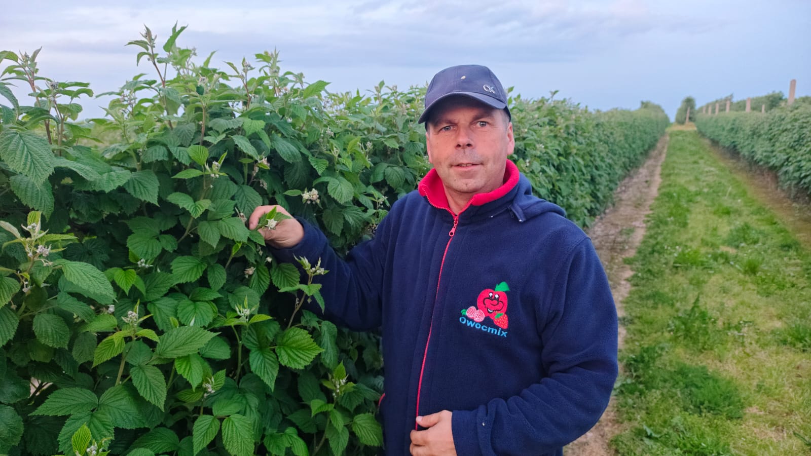 Robert Gogólka na plantacji