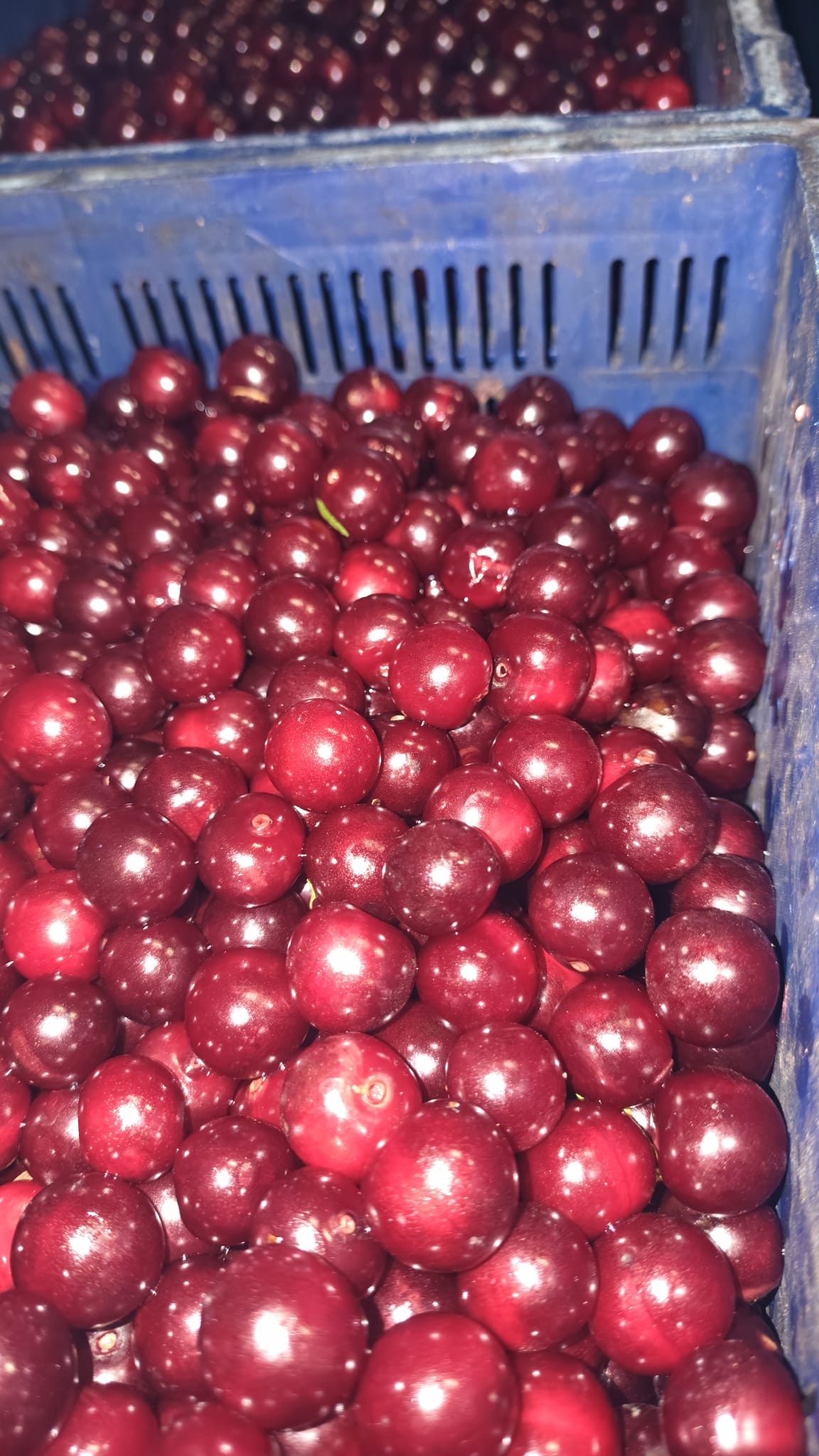 Wiśnie w niebieskiej skrzynce
